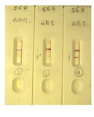 New Dengue NS1 Antibodies for Lateral Flow Applications